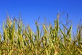 Green corn field over blue sky. Royalty Free Stock Photo
