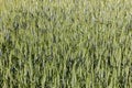 Green corn field Royalty Free Stock Photo