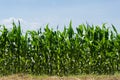 Green corn field Royalty Free Stock Photo
