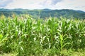 Green corn field in plantation agriculture Asian blue sky background - nature of beautiful morning corn field on the mountain Royalty Free Stock Photo