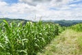 Green corn field in plantation agriculture Asian blue sky background - nature of beautiful morning corn field on the mountain Royalty Free Stock Photo