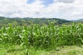 Green corn field in plantation agriculture Asian blue sky background - nature of beautiful morning corn field on the mountain Royalty Free Stock Photo