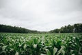 Green corn field summer time Royalty Free Stock Photo