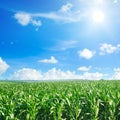 Green corn field and sun on bright blue sky Royalty Free Stock Photo