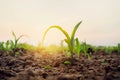 Green corn on field with sunrise. Agricultural concept Royalty Free Stock Photo