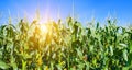 Green corn field and sunrise on a blue sky. Wide photo Royalty Free Stock Photo