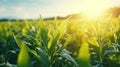 Green corn field at sunset. Close-up of young corn plants in the field. Generative AI Royalty Free Stock Photo