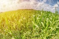 Green corn field with sunset and clouds. Fish eye lens. Royalty Free Stock Photo