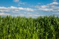 Green corn field in Switzerland, Europe. A sunny blue sky, puffy white clouds, no people Royalty Free Stock Photo