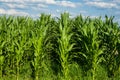 Green corn field in Switzerland, Europe. A sunny blue sky, puffy white clouds, no people Royalty Free Stock Photo