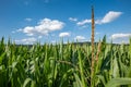 Green corn field in Switzerland, Europe. A sunny blue sky, puffy white clouds, no people Royalty Free Stock Photo