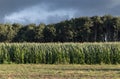 Green corn field with trees at the back and stormy sky. Royalty Free Stock Photo