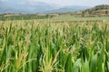 Green corn fields in La Noguera Royalty Free Stock Photo