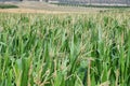 Green corn fields in La Noguera Royalty Free Stock Photo