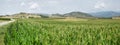 Green corn fields in La Noguera Royalty Free Stock Photo