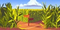 Green corn fields maize plants sandy road cartoon Royalty Free Stock Photo