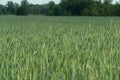 Green corn growing on the arable field. Royalty Free Stock Photo