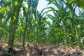 Green corn growing on the field. Green Corn Plants.