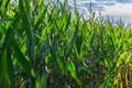 Green corn growing on the field at sunrise. Corn Plants. Cornfield in farmland Royalty Free Stock Photo