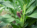 Green corn is growing in the fields of corn farmers in Thailand. The picture gives a feeling of freshness in the rainy season