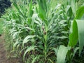 Green corn is growing in the fields of corn farmers in Thailand. The picture gives a feeling of freshness in the rainy season