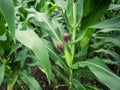 Green corn is growing in the fields of corn farmers in Thailand. The picture gives a feeling of freshness in the rainy season