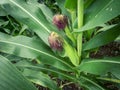 Green corn is growing in the fields of corn farmers in Thailand. The picture gives a feeling of freshness in the rainy season