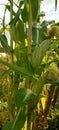 green corn hair vegatable Royalty Free Stock Photo