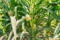 Green corn leaves. Ears of young corn. Agriculture and farming