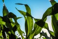 Green corn maize crop leaves in sunset, close up