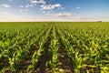 Green corn maize field in early stage Royalty Free Stock Photo