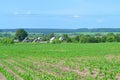 Green corn maize field in early stage, spring rural landscape with russian village Royalty Free Stock Photo