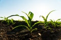 Green corn maize plants on a field. Corn grows in black soil. Small shoots of corn plants on plantation. Corn agriculture.