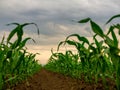 Green corn maize plants on a field.
