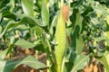 Green corn plant Royalty Free Stock Photo