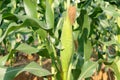 Green corn plant