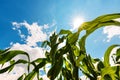 Green corn plant growing high up to the sky Royalty Free Stock Photo