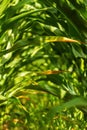 Green corn plant leaves in cultivated field Royalty Free Stock Photo