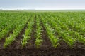 Green corn plants