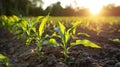 Young Corn Plants Sprouting in a Field Bathed in the Warm Glow of the Setting Sun. Royalty Free Stock Photo