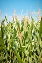Cornfield under blue summer sky Royalty Free Stock Photo