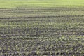 Green corn seedlings in spring on agricultural field Royalty Free Stock Photo