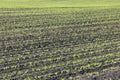 Green corn seedlings in spring on agricultural field Royalty Free Stock Photo