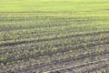 Green corn seedlings in spring on agricultural field Royalty Free Stock Photo