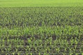 Green corn seedlings in spring on agricultural field Royalty Free Stock Photo
