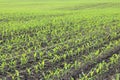 Green corn seedlings in spring on agricultural field Royalty Free Stock Photo