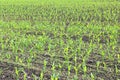 Green corn seedlings in spring on agricultural field Royalty Free Stock Photo