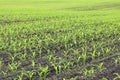 Green corn seedlings in spring on agricultural field Royalty Free Stock Photo