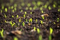 Green corn sprout in evening