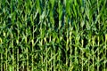 Green corn stalks background Royalty Free Stock Photo